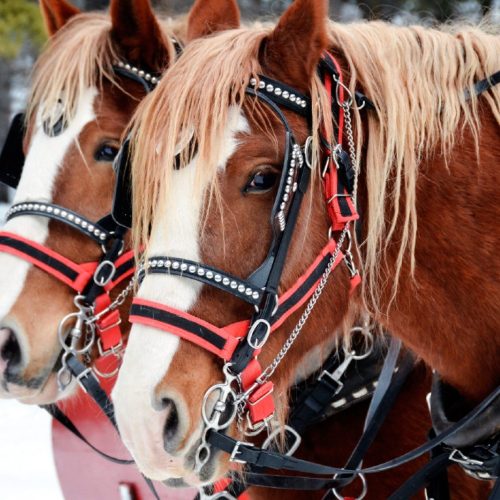 Photo1-FamilyDay (1)